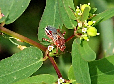 [A maroonish-brown six-legged insect perched on a plant. It has clear wings and some white stripes on the back side of its body.]